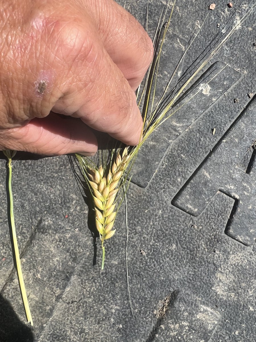 Sunshine Seeds tweet media