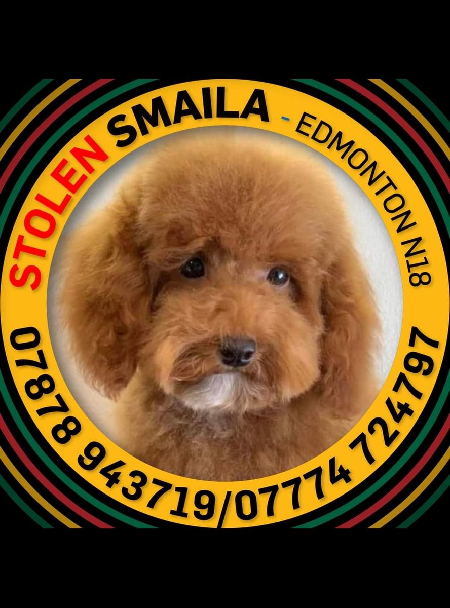 HunnyJax's tweet photo. .. @lizziecundy @JeremyVineOn5 @channel5_tv @clarebalding
Please please retweet to help #findSmaila a young #ToyPoodle
STOLEN from Her Owner's Van on 30 March 2022 in London #N18
Still Not home, the #notknowing for family ๐ https://t.co/hNeMMEMmW3