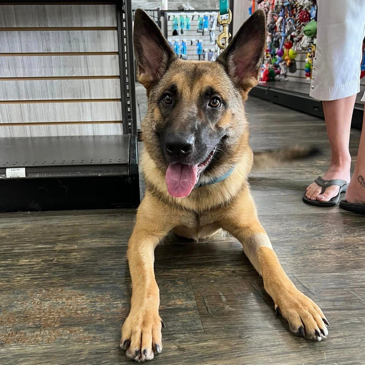 Available for adoption! Sky (1y/o) is STILL searching for her furever home. She's good with all dogs, kids and she adores people, no cats. She listens well and has a strong solid foundation on her basic commands  Please fill out an application at: bit.ly/36Y9WBU