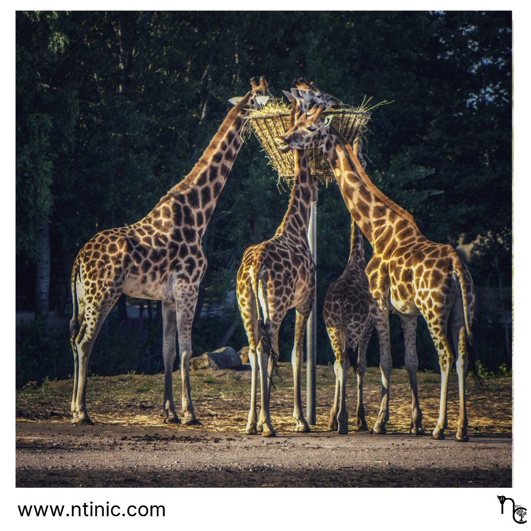 NtiniC_'s tweet photo. Between stimulus and response there is a space. In that space is our power to choose our response. In our response lies our growth and our freedom.
Viktor E. Frankl
#photooftheday
#photography #photographer #animalphotography #giraffe #giraffephotography #fotografie #dierenfoto https://t.co/milkJbmMUe
