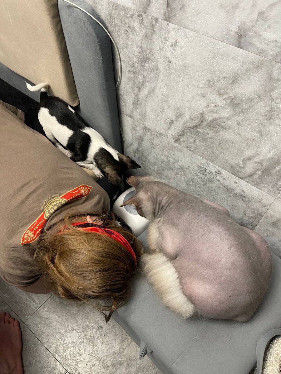 whyyouvika's tweet photo. извините у меня истерика с кота Тимофея!!!!! https://t.co/k4Dx37Bp8K