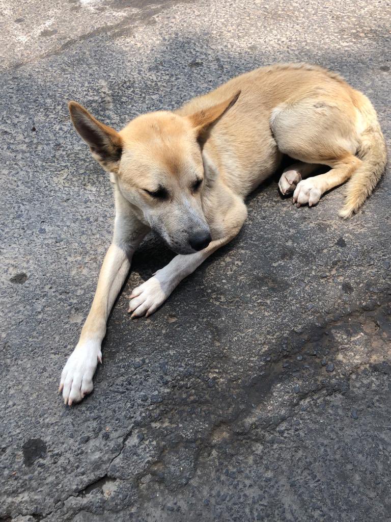 𝙷𝚎𝚕𝚊 𝙼𝚘𝚛𝚎 🐶 tweet media