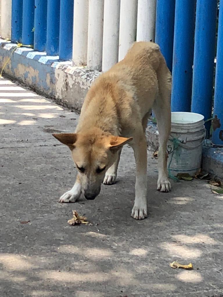 𝙷𝚎𝚕𝚊 𝙼𝚘𝚛𝚎 🐶 tweet media