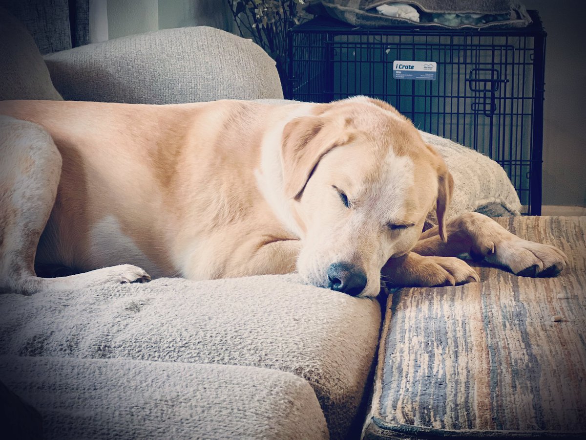 StaciWarren's tweet photo. Sleepy #doggo. 🐾🐾💤💤 https://t.co/YtbpFEgMoY