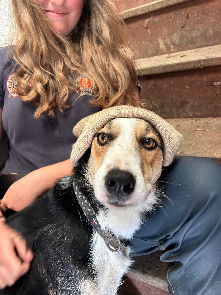 AbiReader's tweet photo. Bristol &amp; Liverpool Vet students Beth &amp; James

✅ Aced their dairy placement 💪🏼

✅ Bribed me with cakes 🧁🤩 

✅ And ruined the dog (featured with my Ag student Alicia) 🙄 

#NextGenerstion #Farm24 https://t.co/dXbn7OGVyW