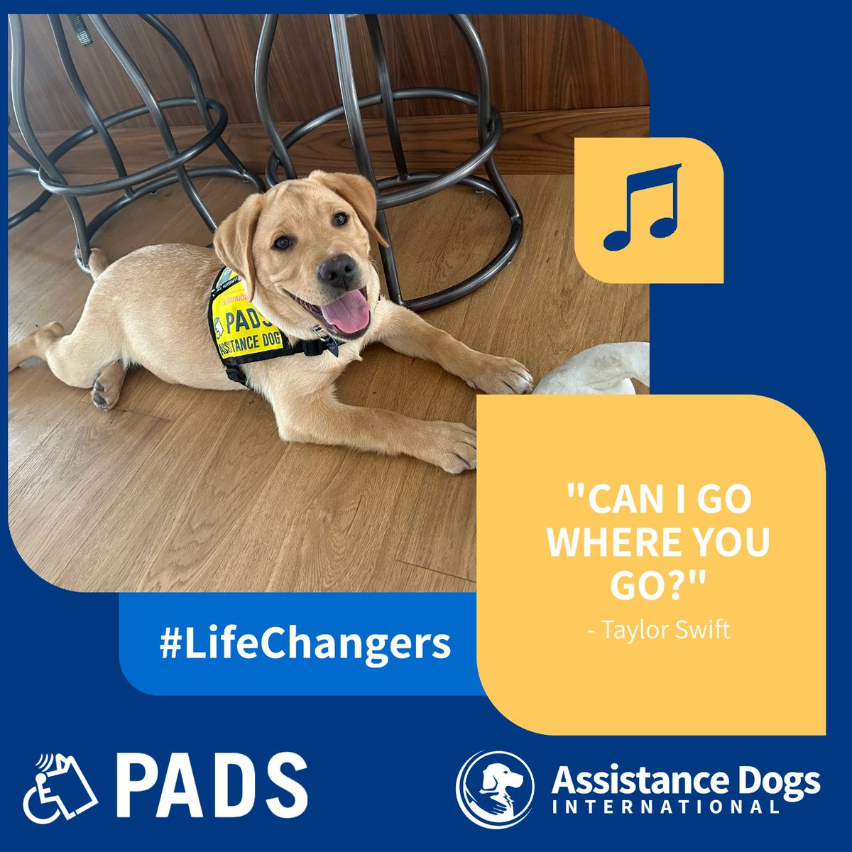 Our pups need to learn from an early age what it's like to be with their person all the time. The biggest question our pups are always asking is echoed in @taylorswift13 's lyric, 'can I go where you go?'  And when you're a PADS volunteer, the answer is 'Yes!'
