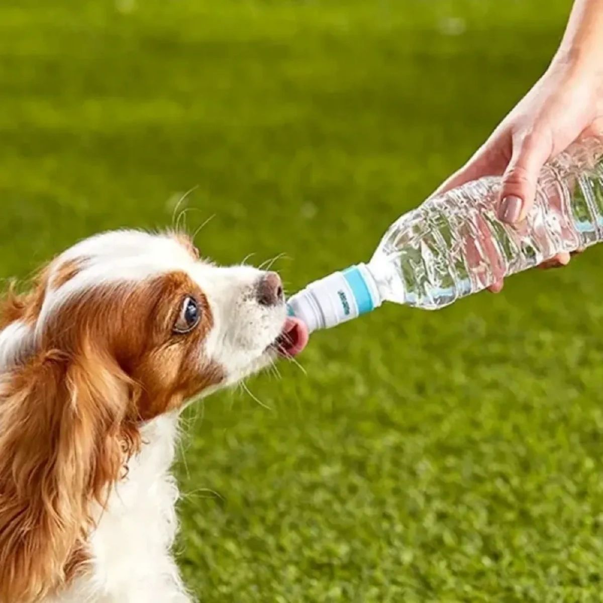 Pet Walker Plus (@PetWalkerPlusca) / Posts / X