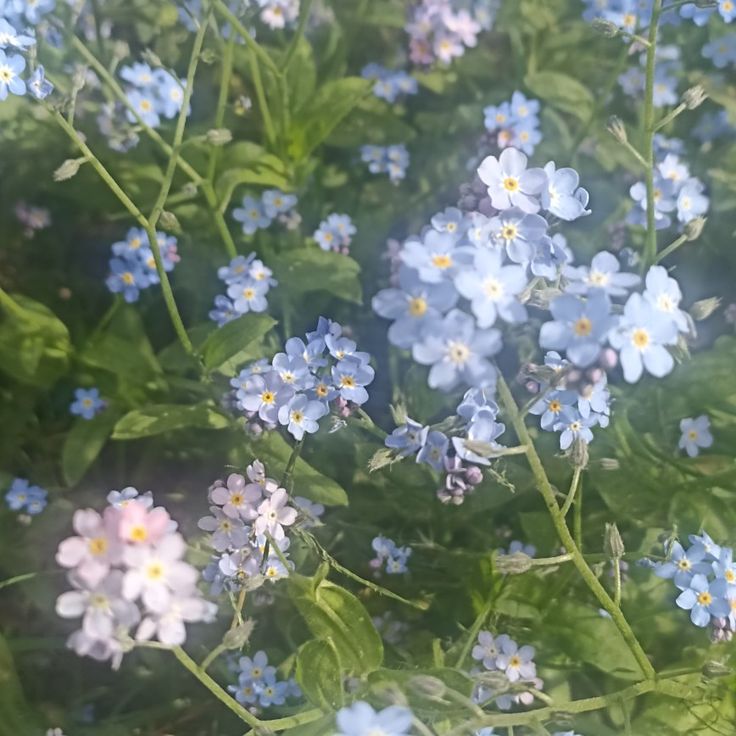 Loki_Laurits's tweet photo. 1. Открываем пинтерест.
2. Вбиваем ваш ник тви или своё имя+flower core 
3. Первая картинка, цветок вас олицетворяющий.

Интересно... https://t.co/SOdSgS2sLV