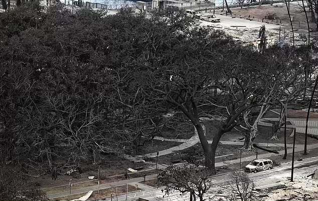 Cheryl Lei tweet media