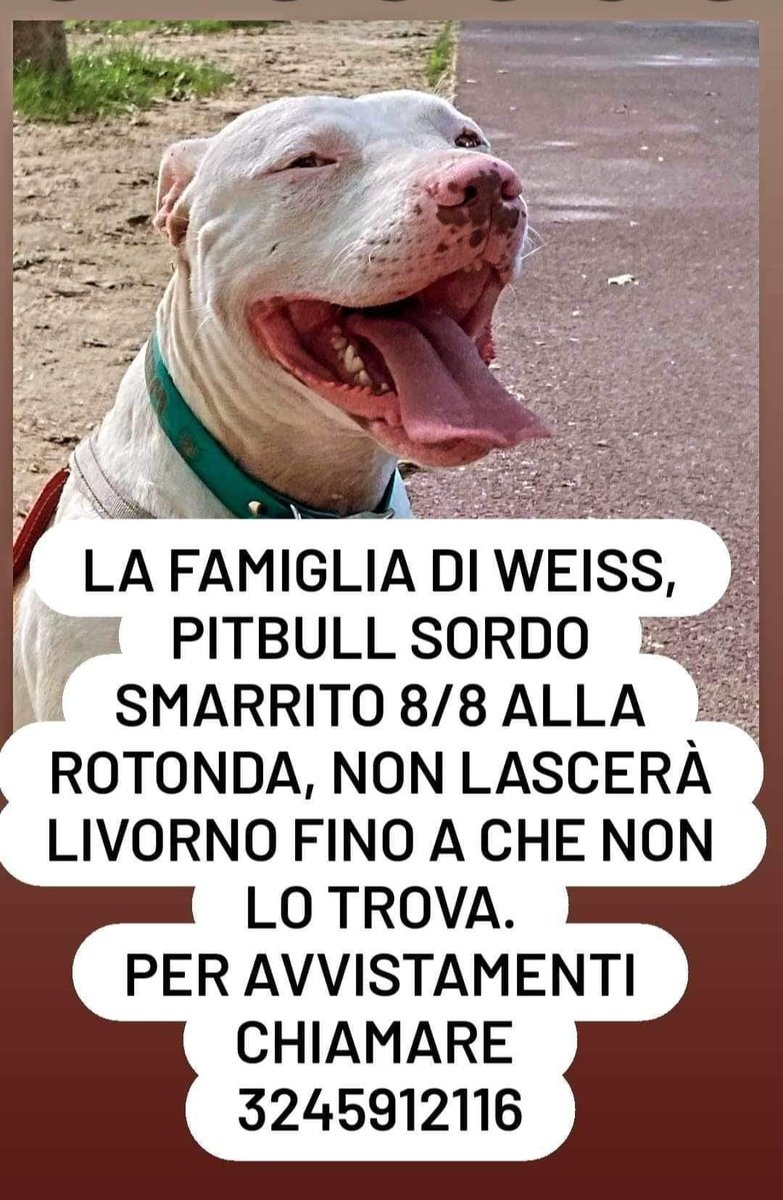 valezuppina's tweet photo. Ricevo e condivido. ‼️‼️‼️ SMARRITO A LIVORNO ‼️‼️‼️ https://t.co/S2onCMIMV1