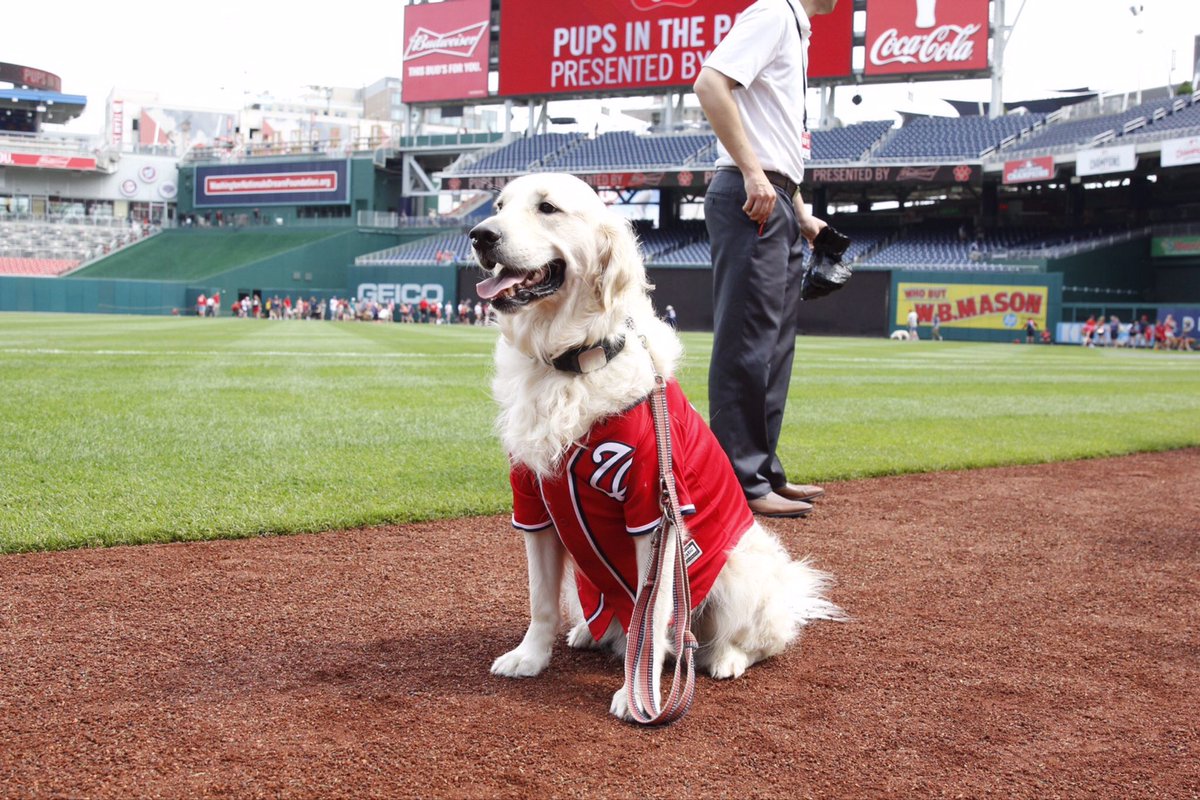 TinaBMD's tweet photo. @Andrew_FBB Thank you so much I am so devastated. He was featured on the  @MLB website once. 🐶💔⚾️🌈🪽#Icestrong #cancersucks https://t.co/qTIWTCpALP