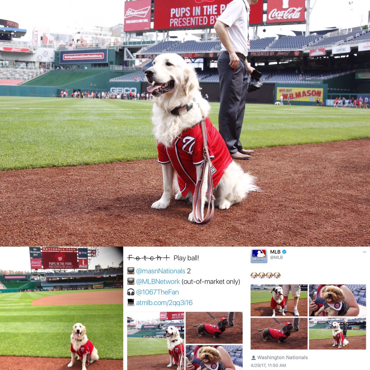 TinaBMD's tweet photo. @Andrew_FBB Thank you so much I am so devastated. He was featured on the  @MLB website once. 🐶💔⚾️🌈🪽#Icestrong #cancersucks https://t.co/qTIWTCpALP