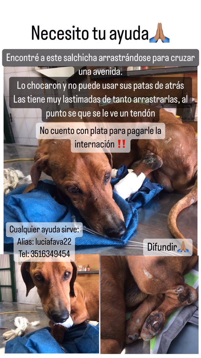 Me dan una mano y le salvamos la vida a este perrito?🙏🏽
Cualquier ayuda sirve
<a href="/VivireNuevaCba/">VivirenNuevaCórdoba®</a> <a href="/patitasdelsurr/">Patitas del Sur🐾</a>