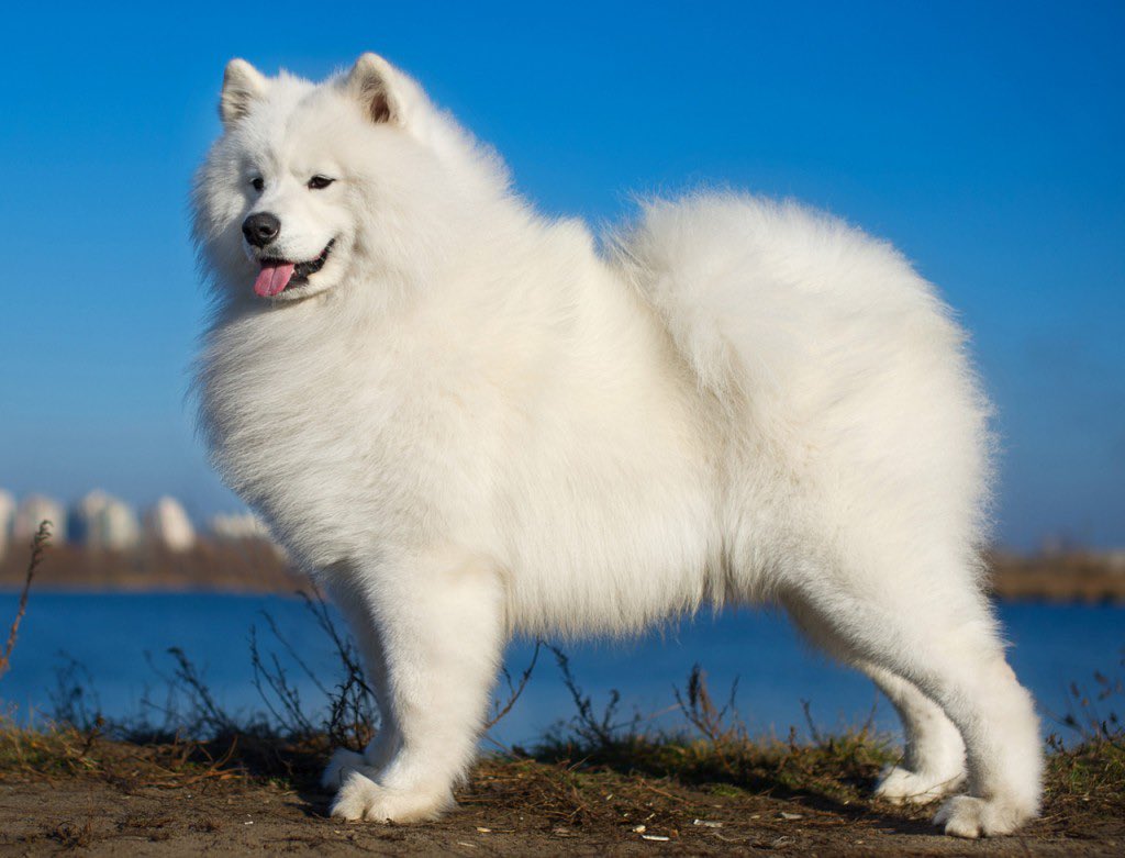 <a href="/BasicDogMeme/">Basic Dog Meme</a> Definitely the Samoyed: fluffiest snow angels with a tail-wagging blizzard twist!