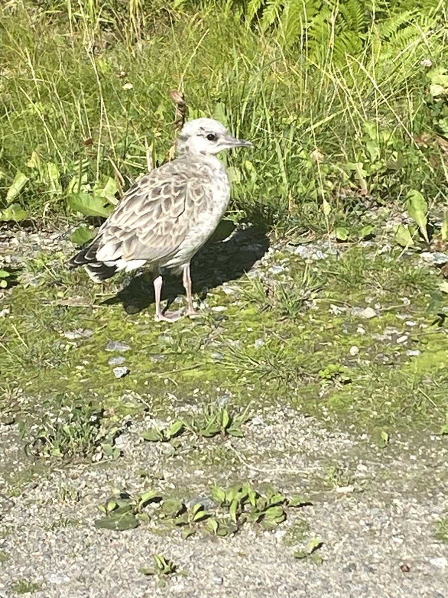 Träffade denna lilla kompis på promenaden. Är det en fiskmås? Är det inte försent för dom att ha så unga? Den va ensam och inte alls rädd