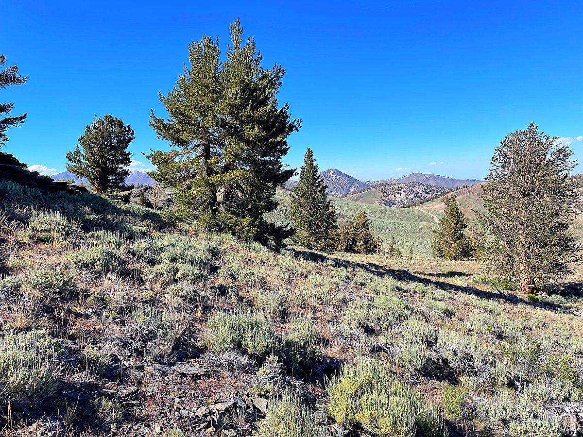 PaleoLaura's tweet photo. Exploring the high White Mountains in bristlecone pine and sagebrush at 10,000 ft I found nice population of uncommon pine forest needlegrass (Stipa pinetorum). #nativegrasses #California #grasses https://t.co/X3rCaXGziN