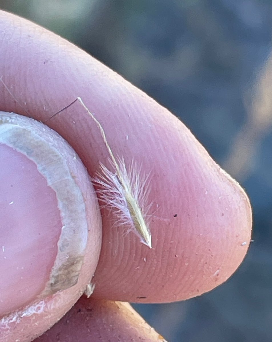 PaleoLaura's tweet photo. Exploring the high White Mountains in bristlecone pine and sagebrush at 10,000 ft I found nice population of uncommon pine forest needlegrass (Stipa pinetorum). #nativegrasses #California #grasses https://t.co/X3rCaXGziN