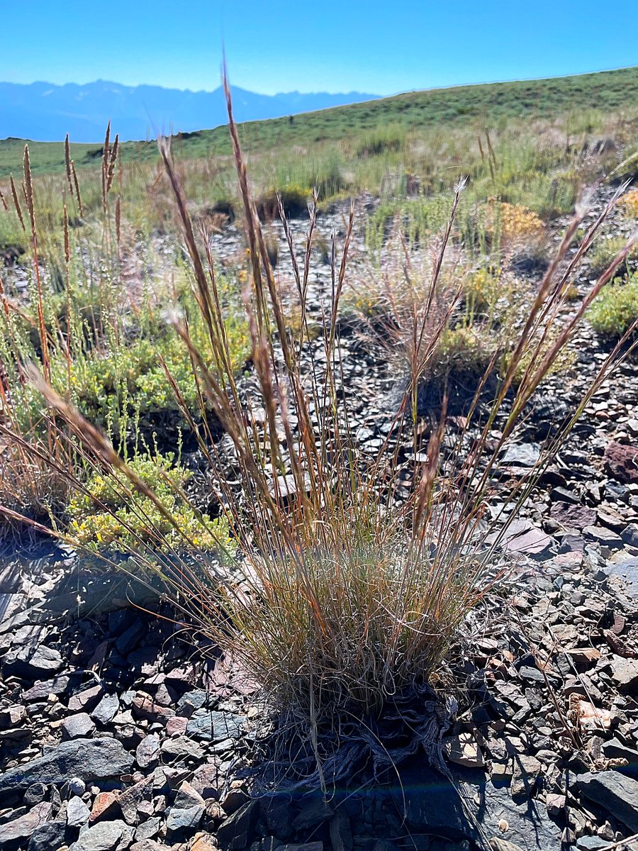 PaleoLaura's tweet photo. Exploring the high White Mountains in bristlecone pine and sagebrush at 10,000 ft I found nice population of uncommon pine forest needlegrass (Stipa pinetorum). #nativegrasses #California #grasses https://t.co/X3rCaXGziN