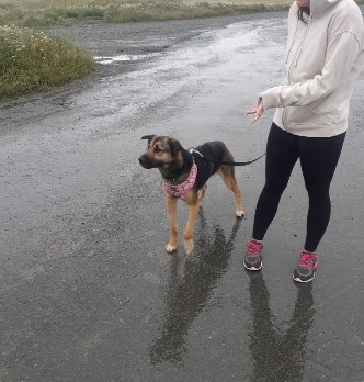 590VOCM's tweet photo. Please be on the look out for Layla. Layla has been missing in the Topsail Rd. Paradise area, since about an hour ago. She is currently wearing a grey/pink collar and leash. If found, call Todd:709-727-0212. Layla was adopted from #SPCA about a week ago. #NLMissingPets https://t.co/tEYMGVKybx