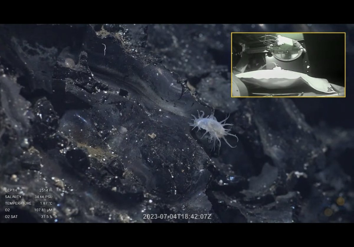 leapinlemurs83's tweet photo. Nautilus in transit so Onto SOI with all the dives I missed last expedition. Some cool geology, a tiny sea cucumber, a tiny snail, and a tiny benthic Ctenophore. July 2023. Tika Vent, Pacific Ocean @SchmidtOcean #VentUnderworld https://t.co/DKm7ZdynX5