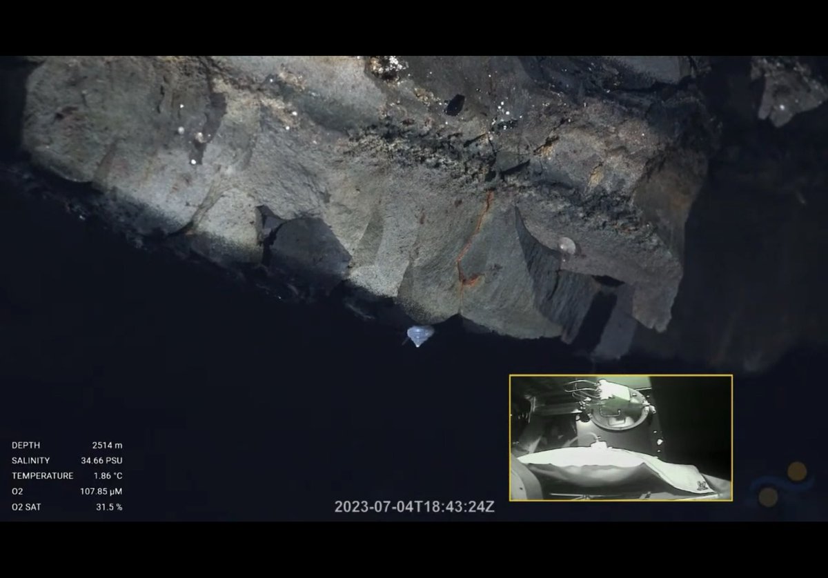 leapinlemurs83's tweet photo. Nautilus in transit so Onto SOI with all the dives I missed last expedition. Some cool geology, a tiny sea cucumber, a tiny snail, and a tiny benthic Ctenophore. July 2023. Tika Vent, Pacific Ocean @SchmidtOcean #VentUnderworld https://t.co/DKm7ZdynX5