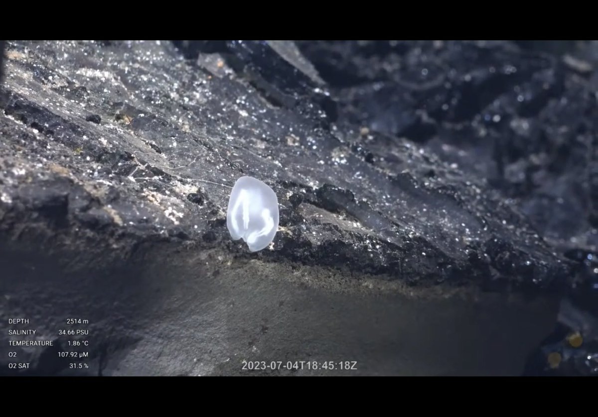 leapinlemurs83's tweet photo. Nautilus in transit so Onto SOI with all the dives I missed last expedition. Some cool geology, a tiny sea cucumber, a tiny snail, and a tiny benthic Ctenophore. July 2023. Tika Vent, Pacific Ocean @SchmidtOcean #VentUnderworld https://t.co/DKm7ZdynX5