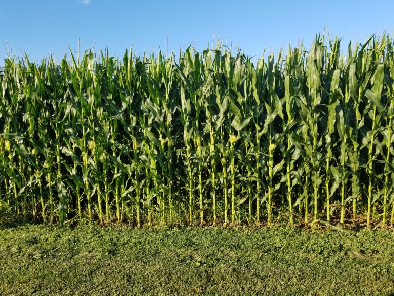 Pennsylvania farmlands produce a variety of crops, like soybean, oats, wheat, rye. We plant over a million acres of corn! The corn will be harvested through October. Some of the fields will be used for the fun Fall corn mazes throughout our state!!