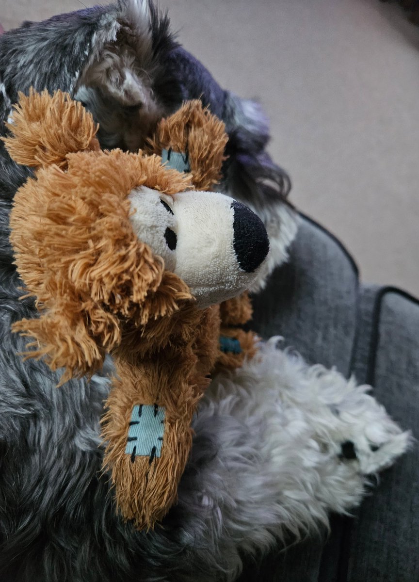TobyDeSchnauzer's tweet photo. Me and bear having the doze's https://t.co/AZT4MGms9H