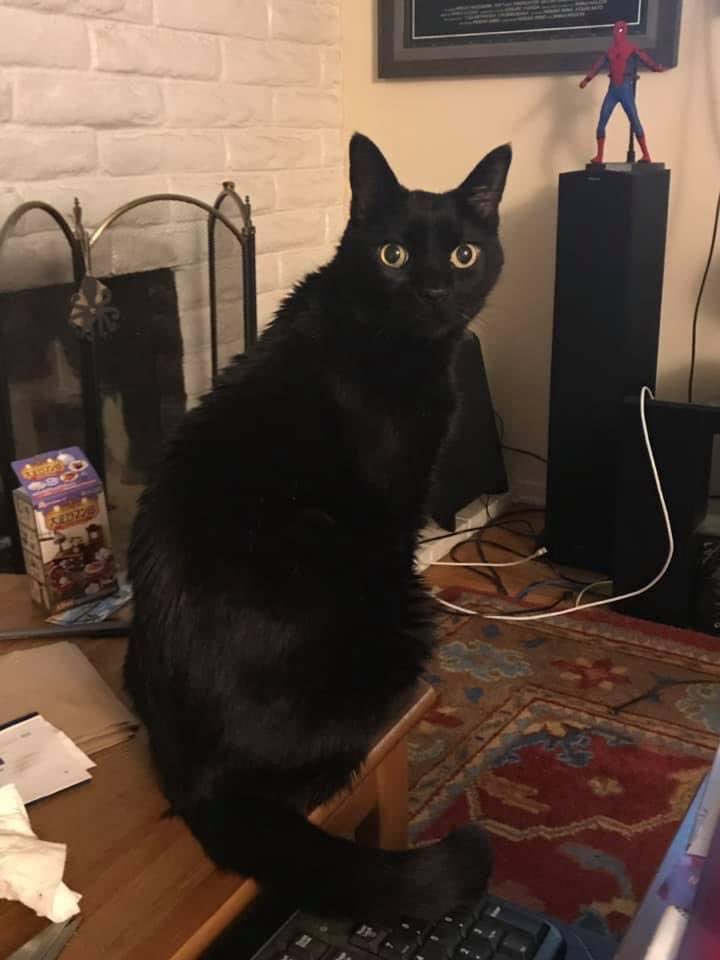 NerdyOldFan's tweet photo. @FrankConniff Dude. My heart breaks for you. I lost my buddy Byron last November and I still have a cat-shaped hole in my heart. https://t.co/bcX4LRl7ue