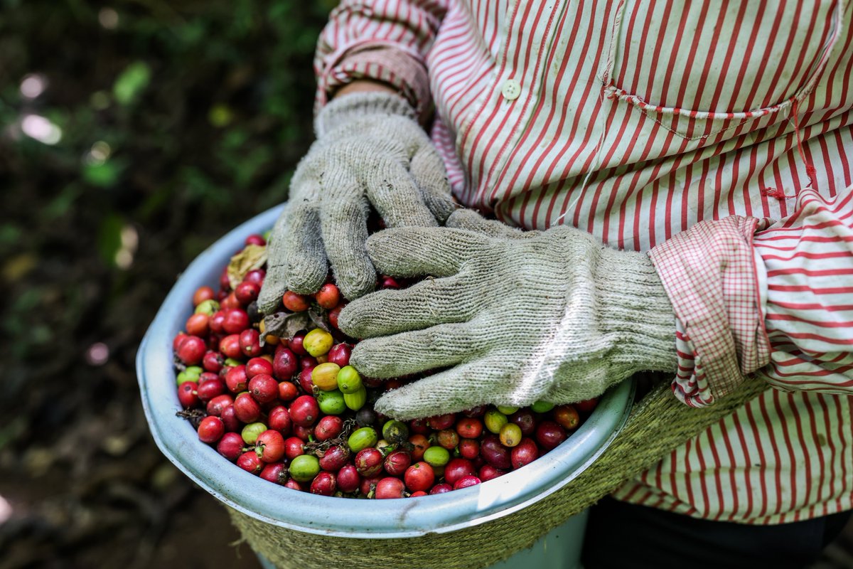 📍Banyuwangi, Endonezya Endonezyalı işçiler, kahve tarlalarında taze toplanmış kahve kirazlarını çuvallara dolduruyor. 👩🏻‍🌾 📍Banyuwangi, Indonesia Indonesian workers are filling sacks with freshly harvested coffee cherries in the coffee fields. 👩🏻‍🌾 📷Garry Andrew Lotulung
