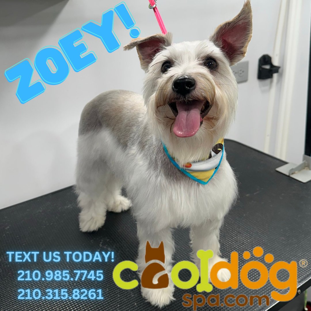 'We have same day appointments' subject to availability 

TEXT US TODAY!!! 📳🤳📳

210.985.7745 & 210.315.8261

#CoolDogSpa #CDSLovers #CoolDogAustin #CoolDogSanAntonio #cooldogtips #dogslover #dogsclub #dogs #dogofday #dogslife #Schnauzer  #Schnauzerlovers