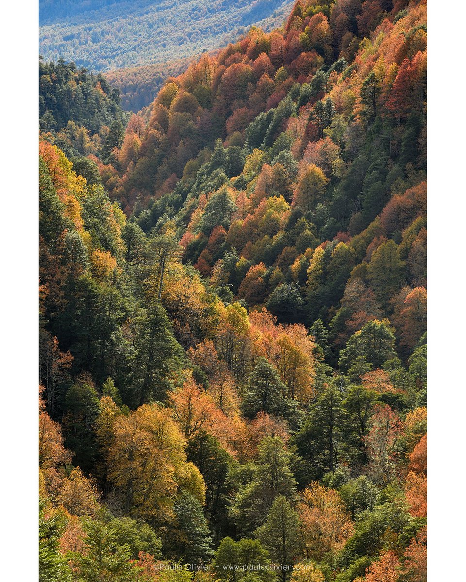 El otoño, en todo su esplendor.
Araucanía 2023 junto a José Benito Ruiz y Matías Pinto y gracias a #ecophotochile.