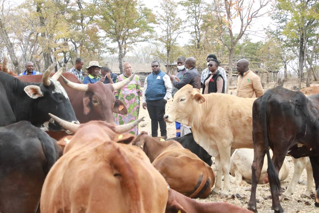 MoLAFWRD_Zim's tweet photo. #Going4Growth 
The goats value chain is a critical component of the agricultural transformation strategy. There is urgent need to develop formal goat marketing centres to unveil the true value of the goat sector. Our agricultural must grow sector by sector.@basera_john @obertjiri https://t.co/AVw7UUESLi