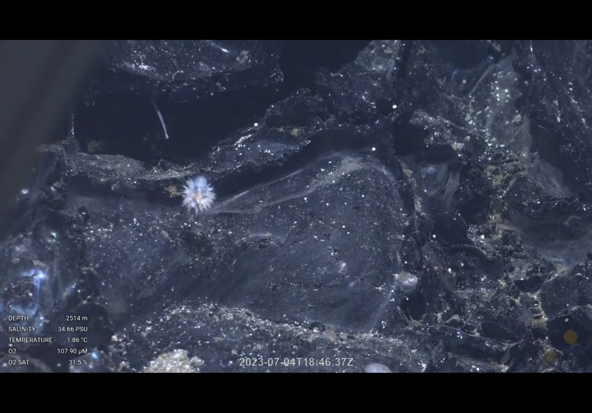 leapinlemurs83's tweet photo. Lots of teeny things. Dandelion siphonophore, another teeny sea cucumber, some brachiopods, and a nematocarcinus shrimp. Tika Vent, Pacific Ocean @SchmidtOcean #VentUnderworld https://t.co/FcAmWKzSRQ