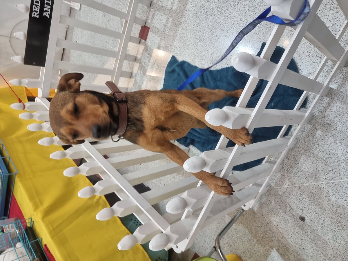 Solange Palacios 🐾💕 tweet media