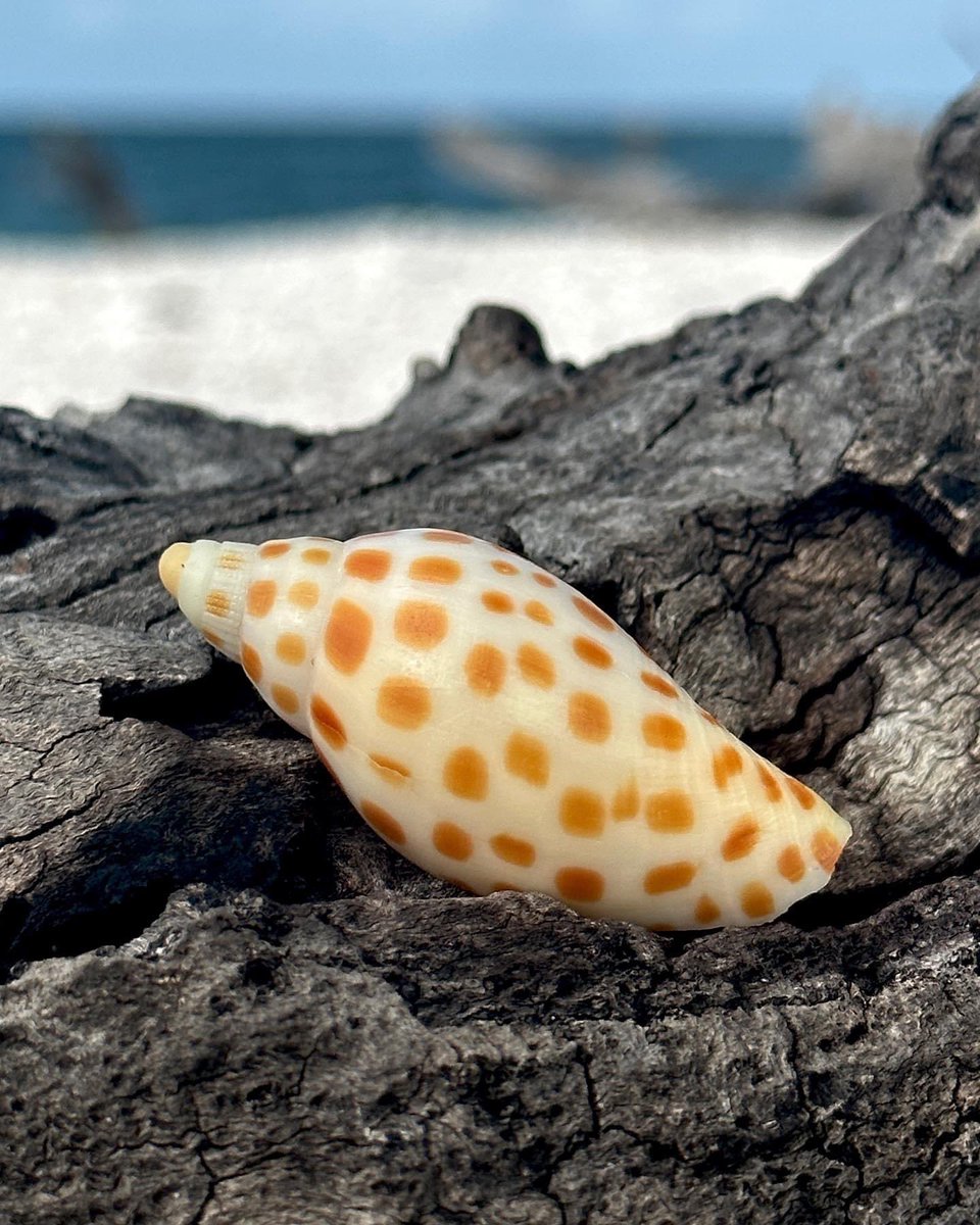 shelling_tours's tweet photo. 🐚 Unveiling a Seashell Marvel! 🏆🌟
A round of applause for our cherished guest Robbie, who uncovered the splendid beauty of a baby JUNONIA - a true marvel of the sea! 🌊🐚
#Shellzam #ShellingAdventure #DiscoverSeashellMagic #TreasureSeekersTours #JUNONIA https://t.co/2q6bAmgOkS