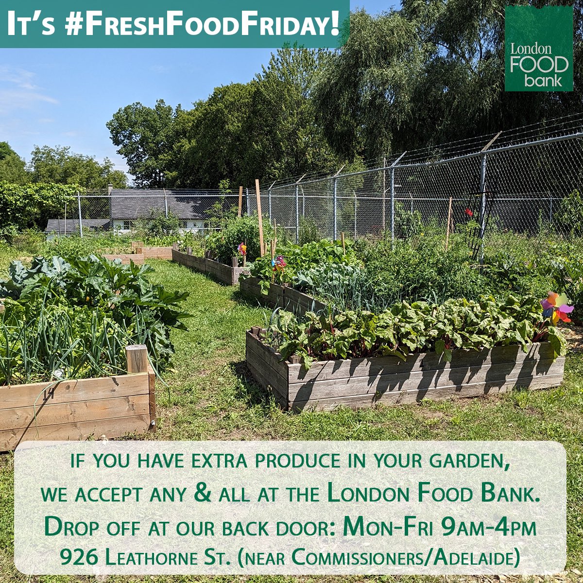 LondonFoodBank1's tweet image. It’s #FreshFoodFriday! If you have extra produce in your garden, we will gladly accept any &amp;amp; all at the #LdnOnt #FoodBank. You can drop off at our back door from Monday to Friday between 9 AM and 4 PM.

Thank you for sharing!