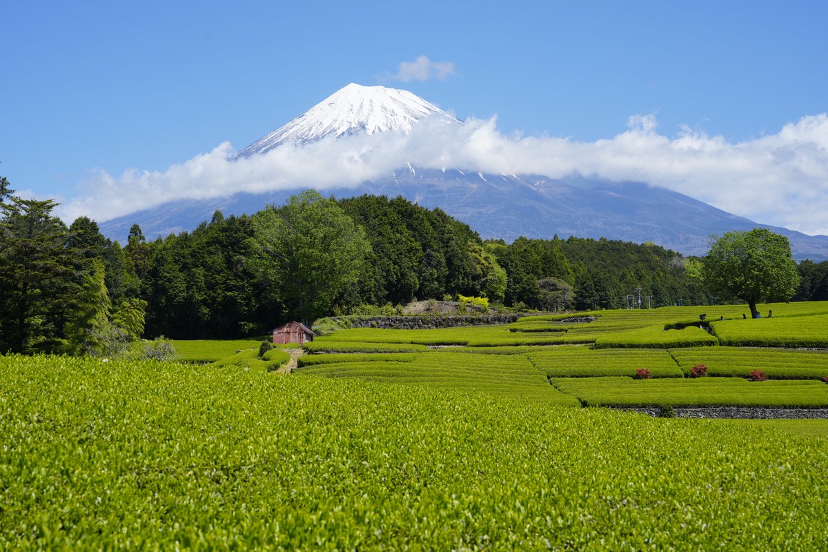 YamashitaPhoto's tweet photo. Mountain Day: Today is Mountain Day (Yama no Hi), Japan’s newest public holiday, a day to promote love for Japan’s mountains. Here is a portfolio of Japan’s most famous - majestic Mount Fuji and look-alikes from Kagoshima, Kumamoto, Kyoto and Hokkaido https://t.co/s69AeganM3