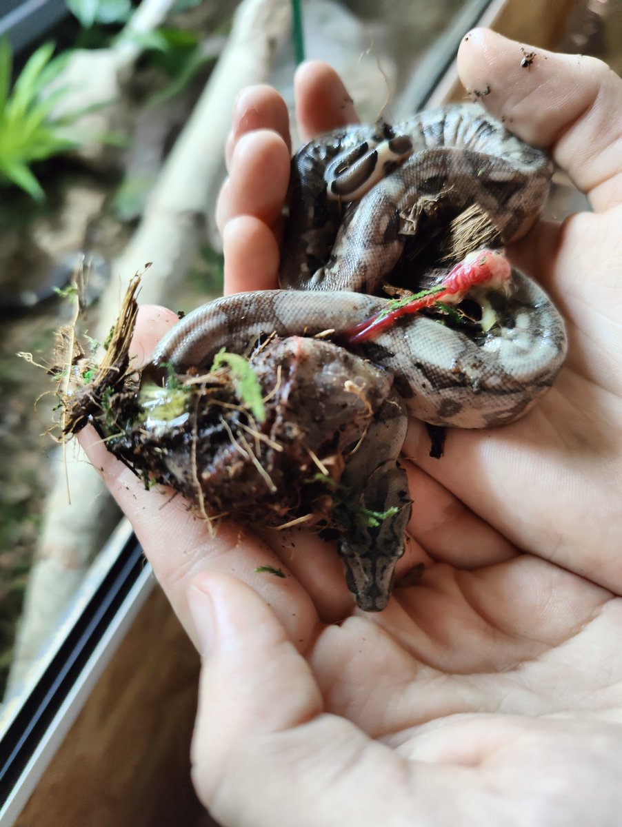 Wir haben #Nachwuchs. Lauter kleine #boa.