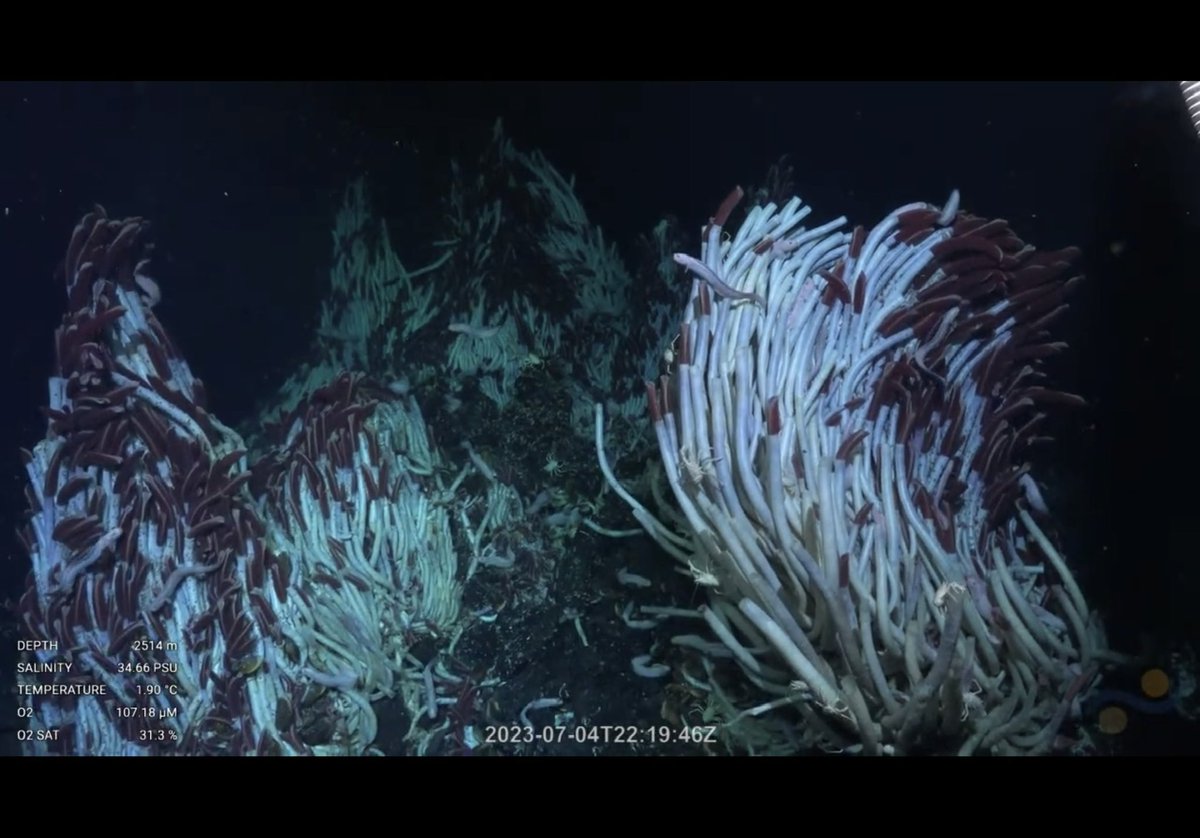 leapinlemurs83's tweet photo. The last shots from dive 543. Lots of riftia tube worms and some hydrothermal eelpouts. Tika Vent, Pacific Ocean @SchmidtOcean #VentUnderworld https://t.co/nPTm0nYChm