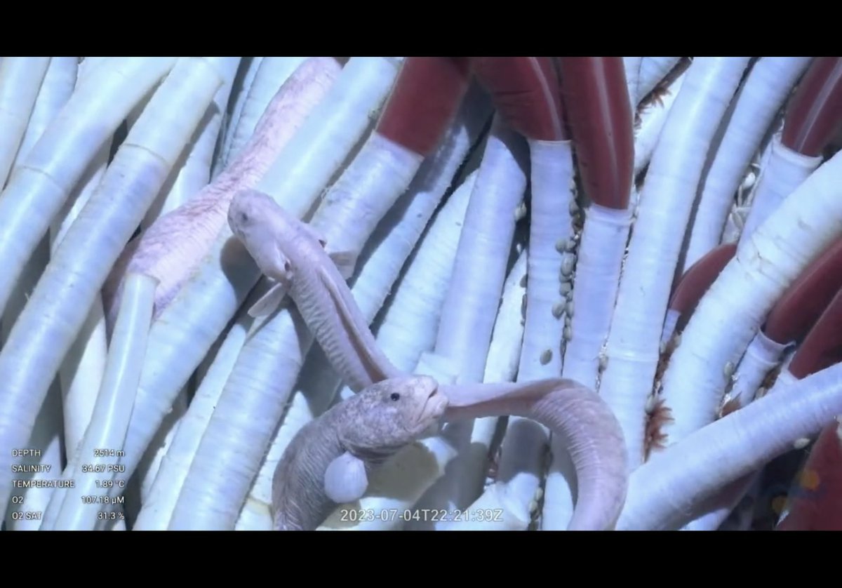 leapinlemurs83's tweet photo. The last shots from dive 543. Lots of riftia tube worms and some hydrothermal eelpouts. Tika Vent, Pacific Ocean @SchmidtOcean #VentUnderworld https://t.co/nPTm0nYChm