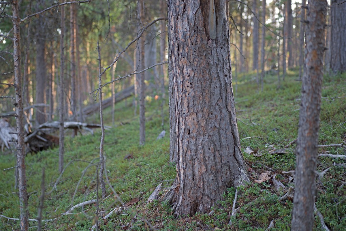 JuhaLansman's tweet photo. Valtion hallinnoimaa, suojelematonta luonnontilaista metsää. Ruáhujáávráš, Inari. https://t.co/yUe37uc7mG