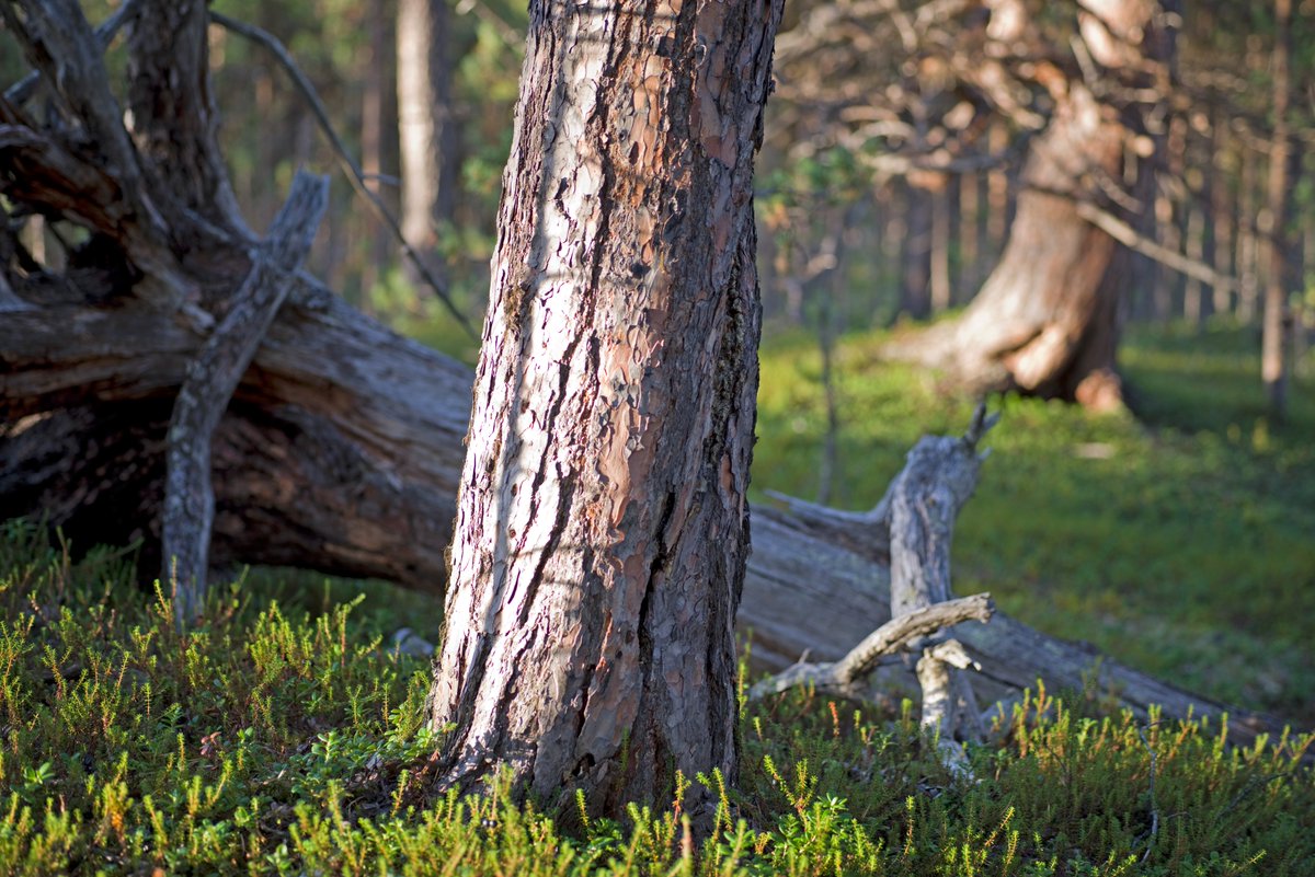 Valtion hallinnoimaa, suojelematonta luonnontilaista metsää. Ruáhujáávráš, Inari.