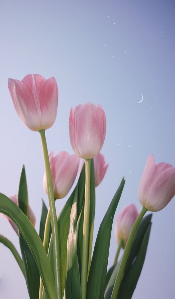 Exulansista's tweet image. pink tulips