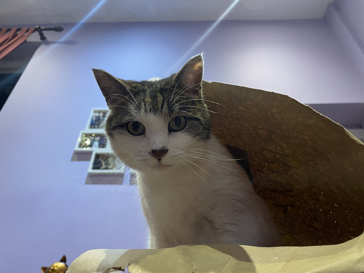 SEOLadyUK's tweet image. From today, I have decided we are all on #Xwitter 

Anyway, here’s a photo of my cat. 

Say hi to Ozzy.