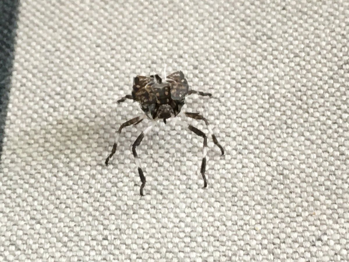krisandthecity's tweet photo. Can someone identify this? Found August 11, Chicago. Sort of looks like a stink bug, but those white patches on its legs and short, stubby body is unusual. #entomology #bugquestion #bughelp https://t.co/ko9vwHsPa5