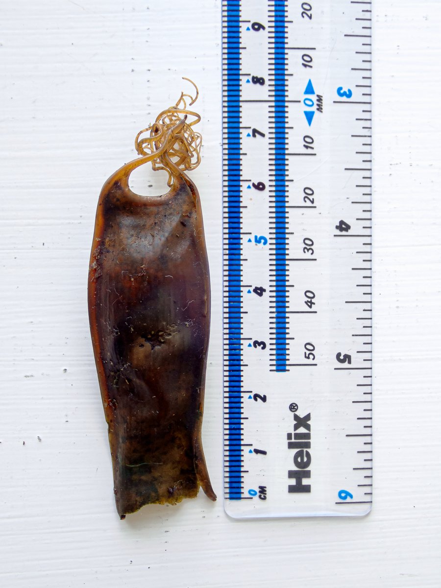 specanatura's tweet photo. Another eggcase from a small-spotted catshark (Scyliorhinus canicula) recorded via the @SharkTrustUK's #GreatEggcaseHunt project. This one from Ormsary Beach (NR77) in Knapdale, Argyll, Scotland. A fantastic way to make your beach finds count for marine conservation! https://t.co/GYfJkdwzAU