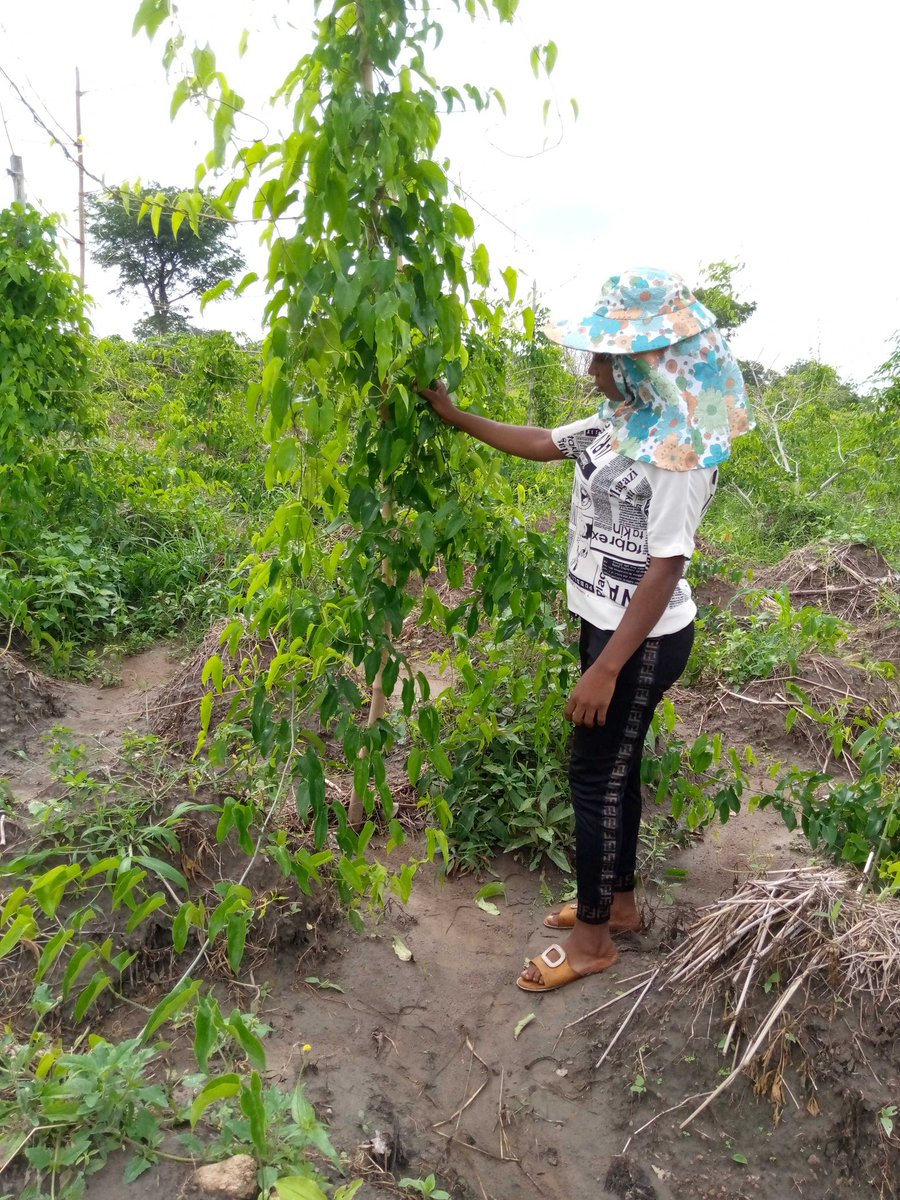 ember_se's tweet image. The beautiful yam farmer
#farmingseason
#agricultureworldwide