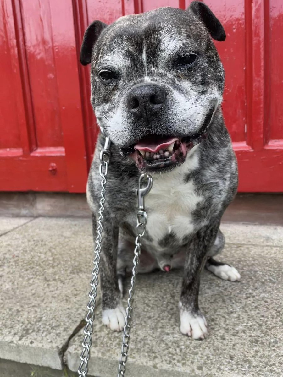 Please retweet to help Tyson find a RESCUE SPACE #BIRKENHEAD #LIVERPOOL  
This poor little dog has been waiting for most of a year in a council kennels.  Please give him a share so the right person sees him.  

DETAILS or APPLY👇 fobk.org.uk/dogs/d2017103-…… #dogs #Bulldogs…