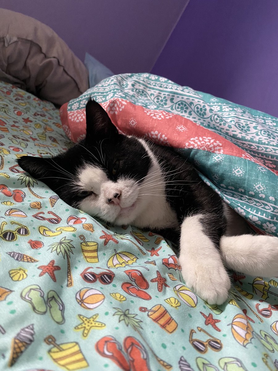 PeterMarioKitty's tweet photo. Just being a cozy burrito today🌯

#CatsOfTwitter #FridayVibes https://t.co/ozjdeoJ4yM